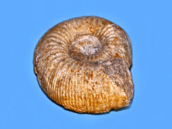 Stephanoceratidae - Cadomites-species.JPG