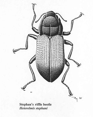 <i>Heterelmis stephani</i> Extinct species of beetle found in Arizona, U.S.