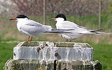 Sterna hirundo2.jpg