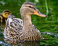 * Nomination Female mallard on the Sauer/Saarbach in Germany --Stephan Sprinz 12:09, 4 June 2023 (UTC) * Promotion  Support Good quality. --Superbass 12:11, 4 June 2023 (UTC)