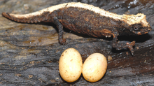 Stressfarbenes Brookesia desperata Weibchen mit zwei frisch gelegten Eiern.png