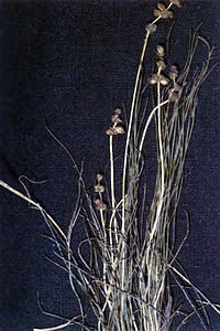 Stuckenia filiformis ssp filiformis NRCS-1.jpg