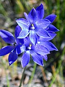 Thelymitra ixioides