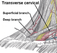 Superficial and deep branches of the transverse cervical artery