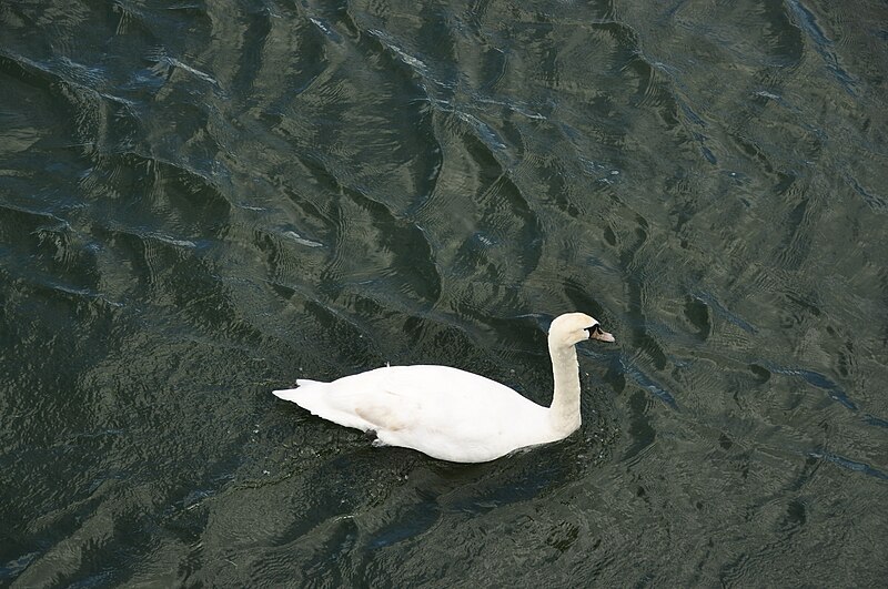 File:Swan in Bowness-on-Windermere (6883).jpg