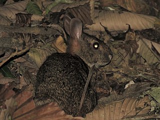 <span class="mw-page-title-main">Central American tapeti</span> Species of mammal