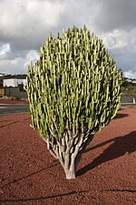 Thumbnail for Euphorbia trigona