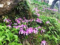 Pleione formosana