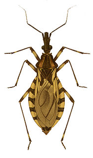 <i>Triatoma brasiliensis</i> Species of true bug