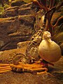 Pregnant seahorse at the New York Aquarium