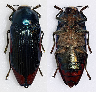 <i>Temognatha miranda</i> Species of beetle
