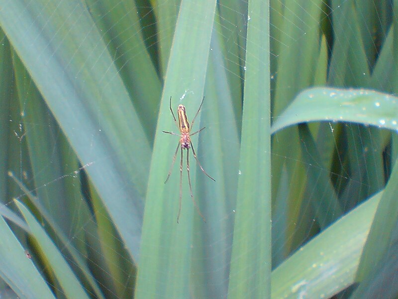 File:Tetragnatha montanaKew Gardens2.JPG