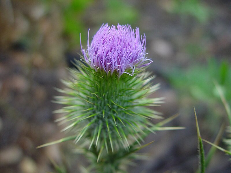 File:Thistle plant.jpg