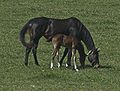Thoroughbred Mare & Foal KY.jpg