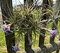 Tillandsia bergeri