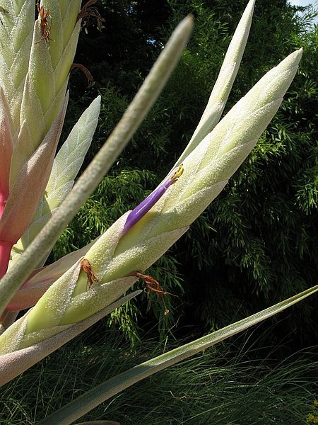 File:Tillandsia copanensis (TS) 2-00083.jpg