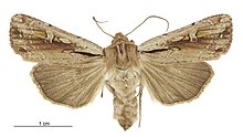 Tmetolophota atristriga female.jpg