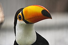 Файл:Toco_toucan_closeup.jpg