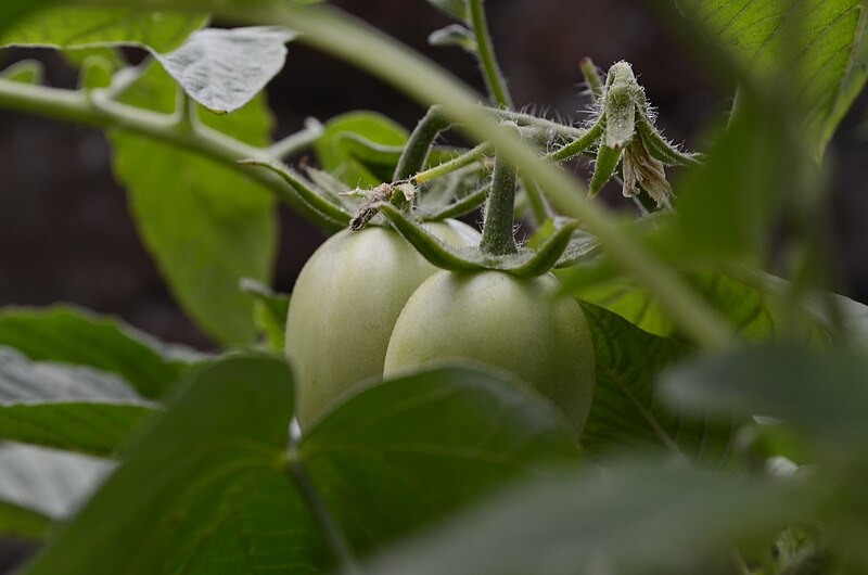 File:Tomatowithplant.JPG