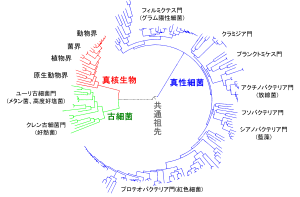 地質時代 Wikipedia