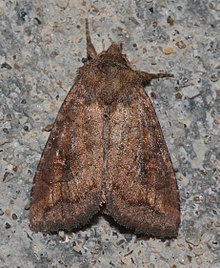Мотылек со сложенными крыльями. Он тускло-коричневый на голове, переливающийся медно-коричневый на крыльях и более темный около кончиков.