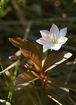 An Arctic starflower, emblem of the Fichtelgebirge Club Trientalis europaea LC0160.jpg