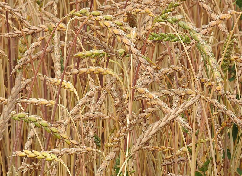 File:Triticum spelta RF.jpg