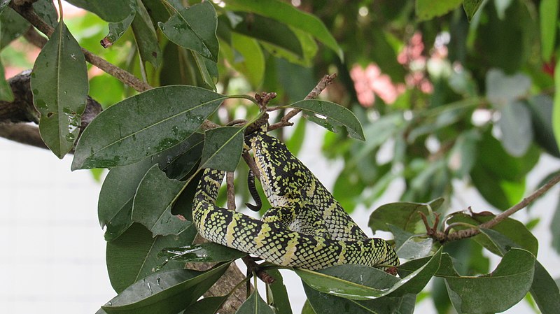 File:Tropidolaemus wagleri 156090683.jpg