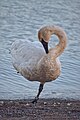 * Nomination Trumpeter swan at the Rouge Beach, Toronto. --The Cosmonaut 01:38, 13 April 2024 (UTC) * Promotion  Support Good quality. --Johann Jaritz 03:51, 13 April 2024 (UTC)