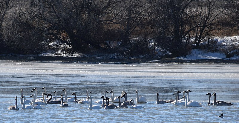 File:Trumpeter swan families - panoramio.jpg