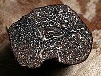 A black Périgord truffle