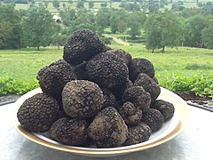 Tuber uncinatum ou truffe de Bourgogne.