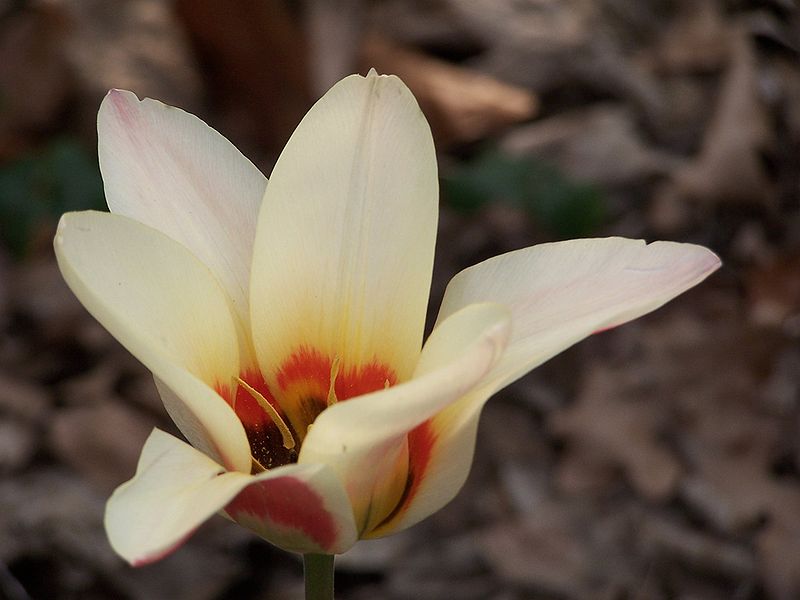 File:Tulipa (3).JPG