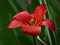 Tulipe rouge macro