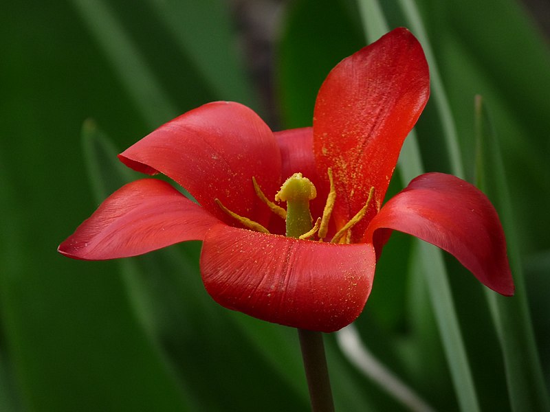 File:Tulipe rouge macro.jpg
