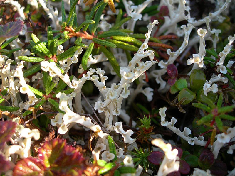 File:Tundra Carpet Closeup (8427183675).jpg