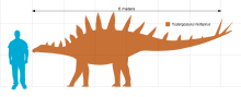 Size comparison Tuojiangosaurus Scale.svg