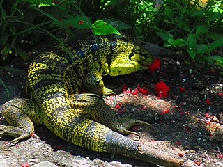 <i>Tupinambis cryptus</i> Species of lizard