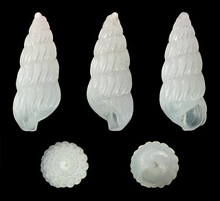 <i>Turbonilla pumila</i> Species of gastropod