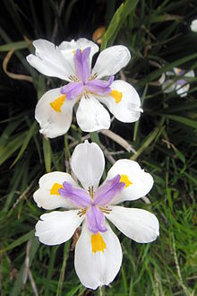 Dietes iridioides - Wikipedia, la enciclopedia libre