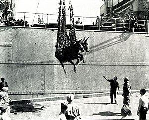 SS Mexican unloading US Army mules in Naples, Italy, in September, 1944