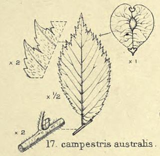 <i>Ulmus</i> Australis