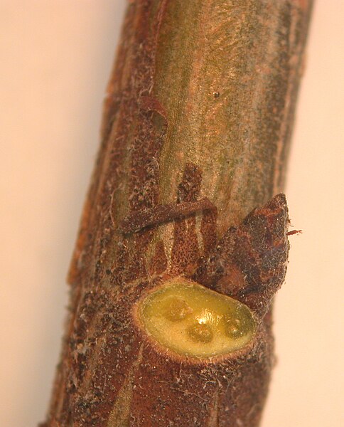 File:Ulmus americana 15-p.bot-ulmu.amer-16.jpg