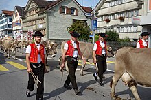 Tre uomini, vestiti in abito tradizionale con cappello, camicia bianca e giubbino rosso, camminano in mezzo a una mandria di mucche
