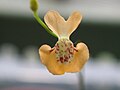 Utricularia fulva