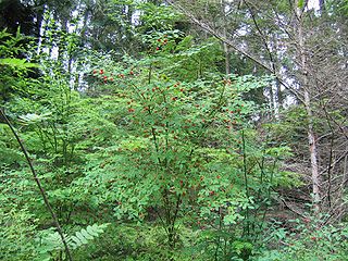 <i>Vaccinium parvifolium</i> species of plant, Red Huckleberry