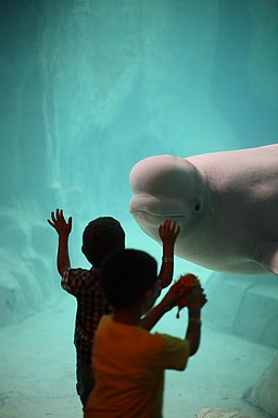 Valencia Oceanografic Beluga Whale