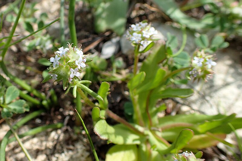 File:Valerianella discoidea kz5.jpg