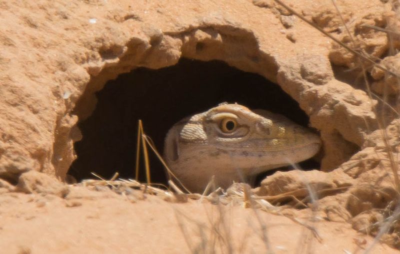 File:Varanus griseus head, Israel.jpg