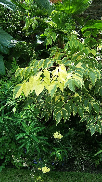 Variegated foliage in a garden I made in Plymouth, England